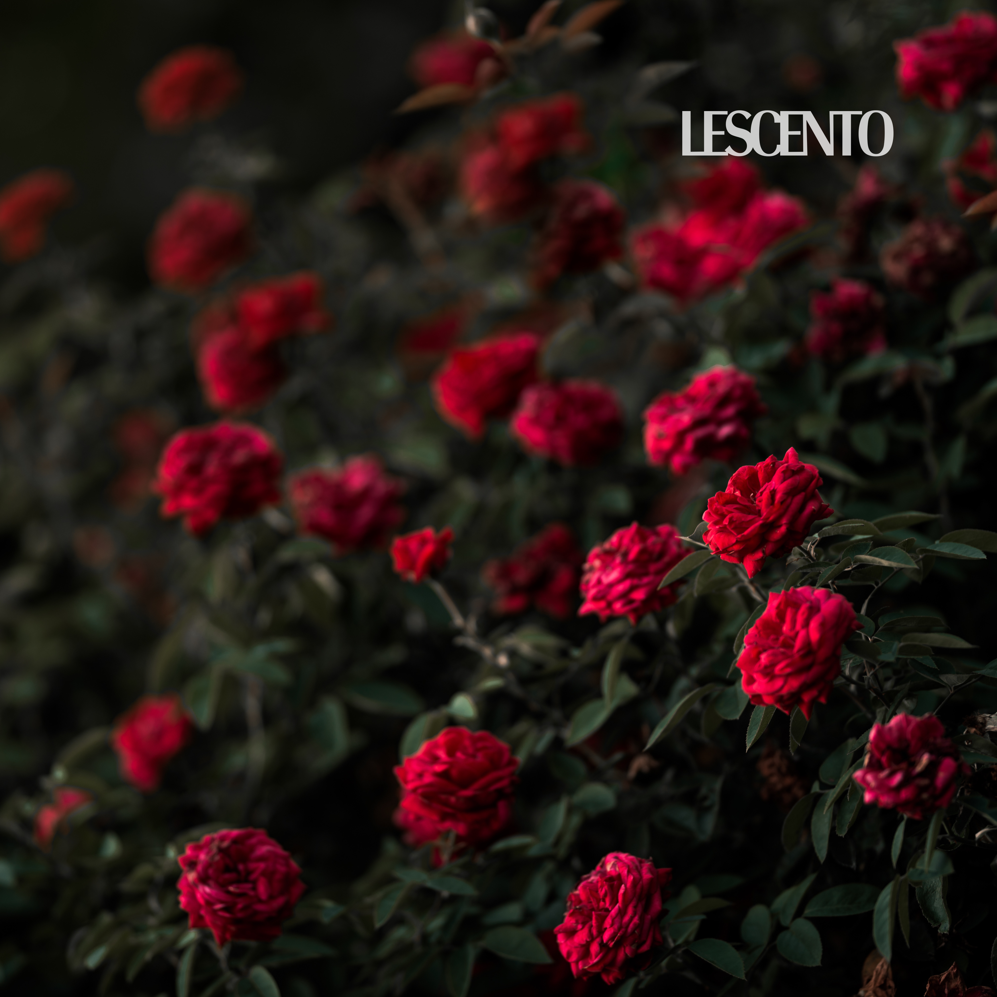 The Timeless Muse: Rose in Perfumery